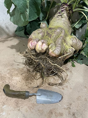 52 lb gilfeather turnip 2022.jpg